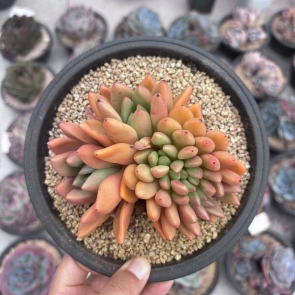 310.×Graptoveria 'Land of Peach Blossoms' f. cristata