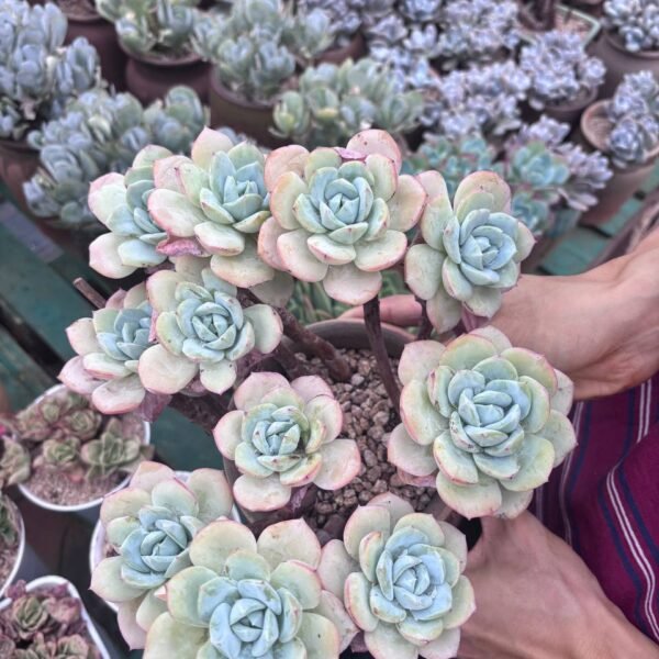 311.Echeveria 'Renjyo