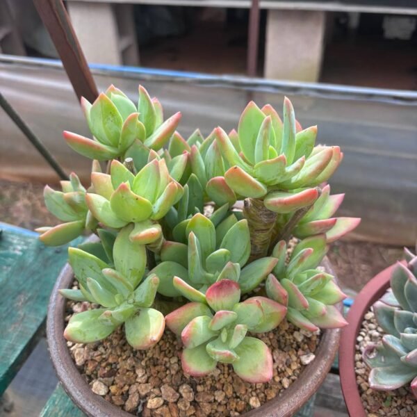 312.Echeveria 'Sea Star