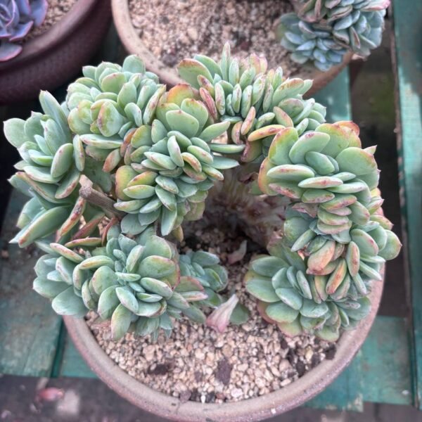 313.Echeveria 'Hakuhou' f. cristata