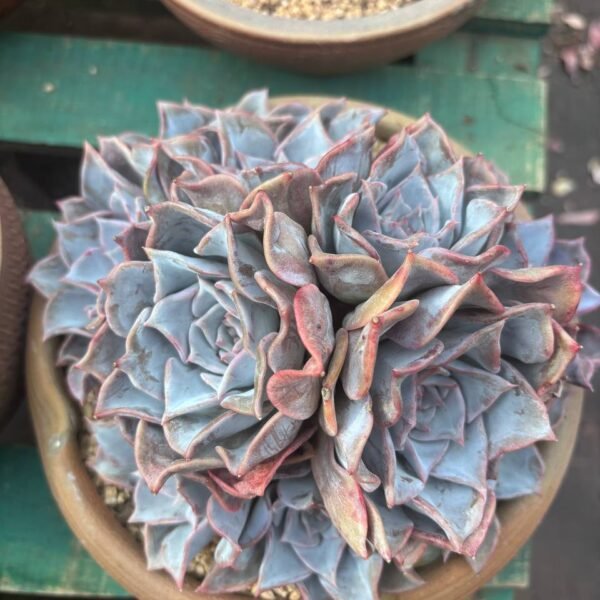 314.Echeveria Fiona