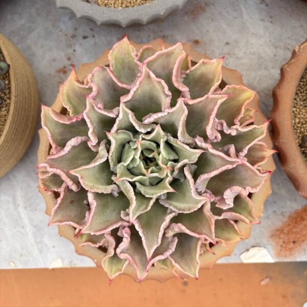 316.Echeveria 'Madiba'