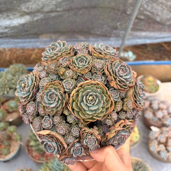 317.Echeveria ‘Surprise Baby’