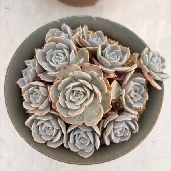 318.Echeveria runyonii Rose ex Walther