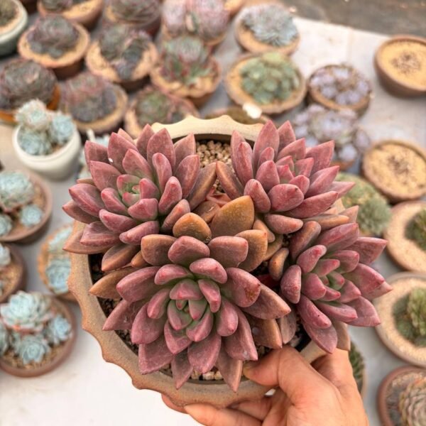 319.Echeveria ‘Hatsune