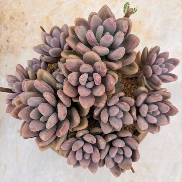 320.Echeveria ‘Original Poppy’