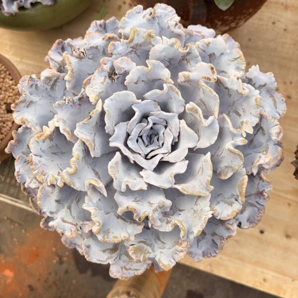 321.Echeveria ‘White Dumpling Skin’