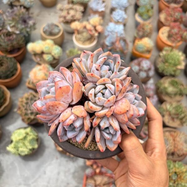 322.Echeveria 'Milk Cap'