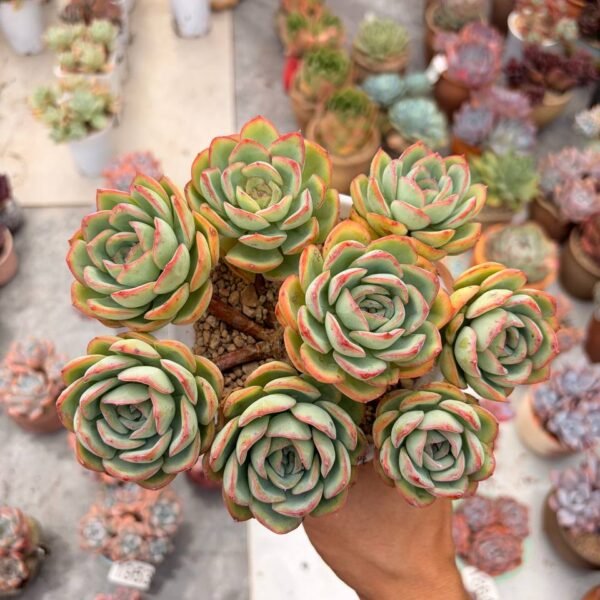 323.Echeveria ‘Morning Dew’