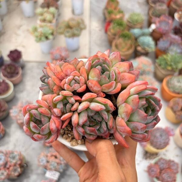 326.Echeveria ‘All Star’