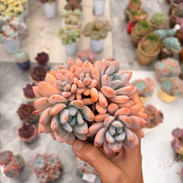 327.Echeveria 'Man Man Xue'