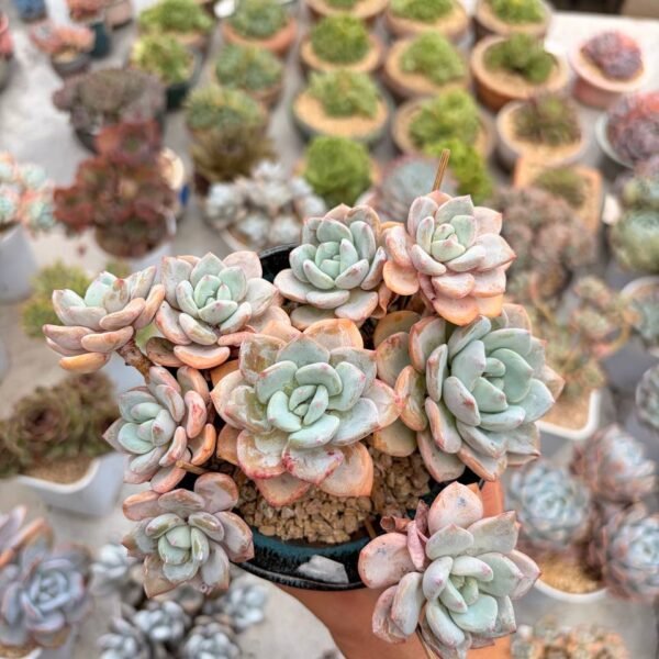 328.Echeveria ‘Milk Puff’