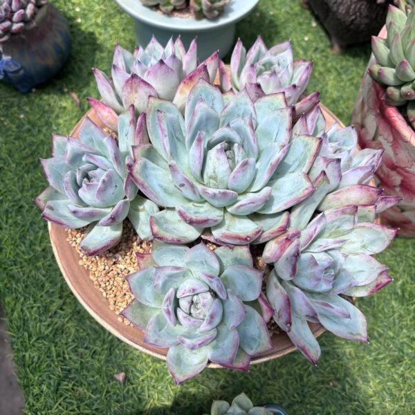 082. Crassula 'Emerald'
