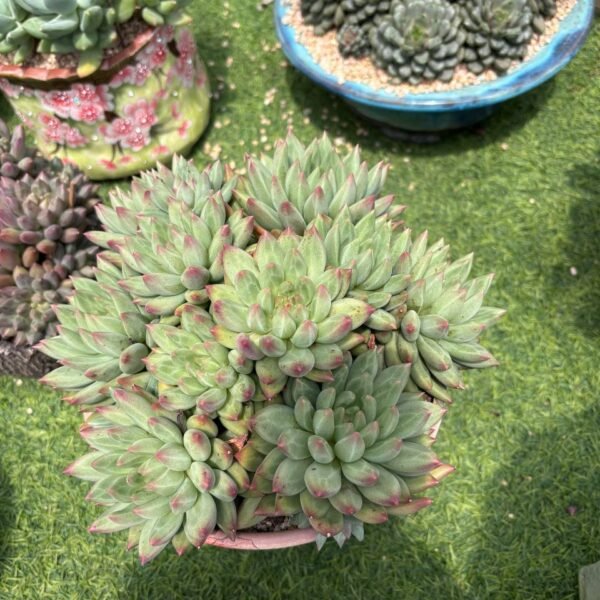 025. Echeveria 'Michelin'