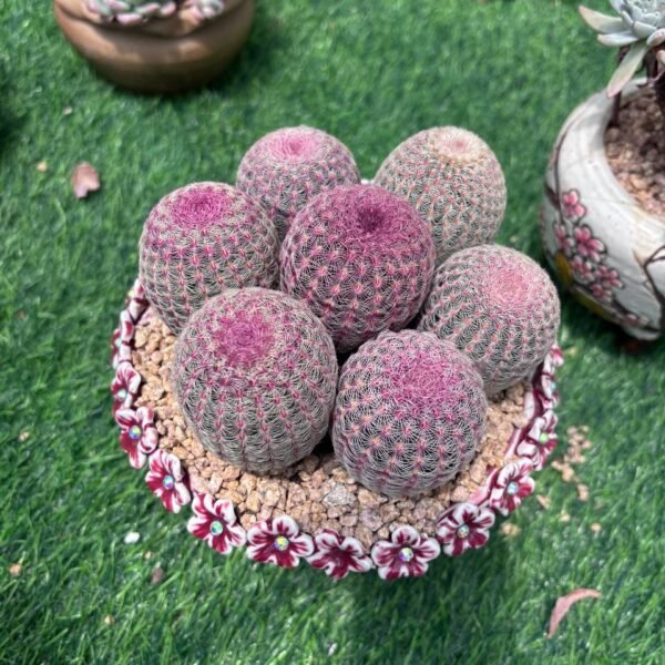 151. Echinocereus rigidissimus subsp. rubispinus