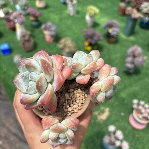 125. Echeveria 'Ice Green'
