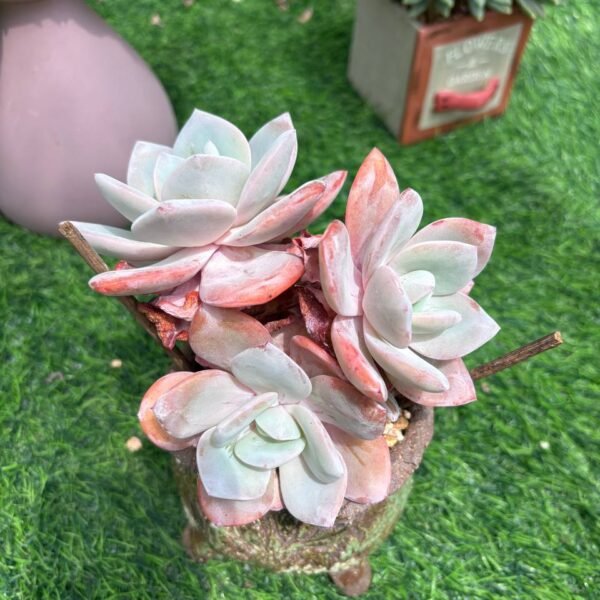 080. Echeveria 'Milk Tea