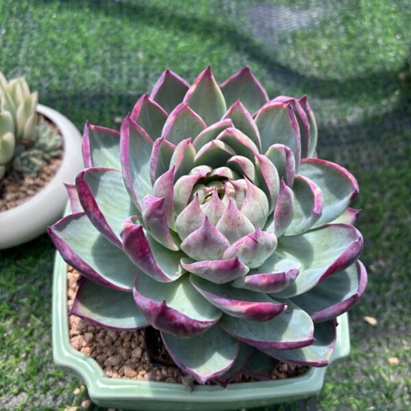 090. Echeveria agavoides 'Casio'