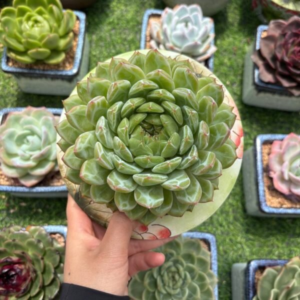 150. Echeveria 'Snow Jenny'