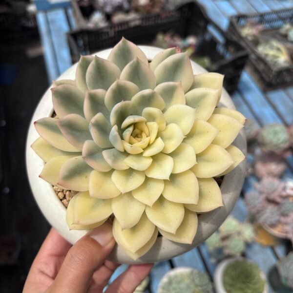 143. Echeveria 'Ice Cream' f. variegata