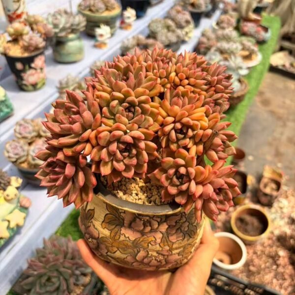 149. ×Graptoveria 'Land of Peach Blossoms' f. cristata