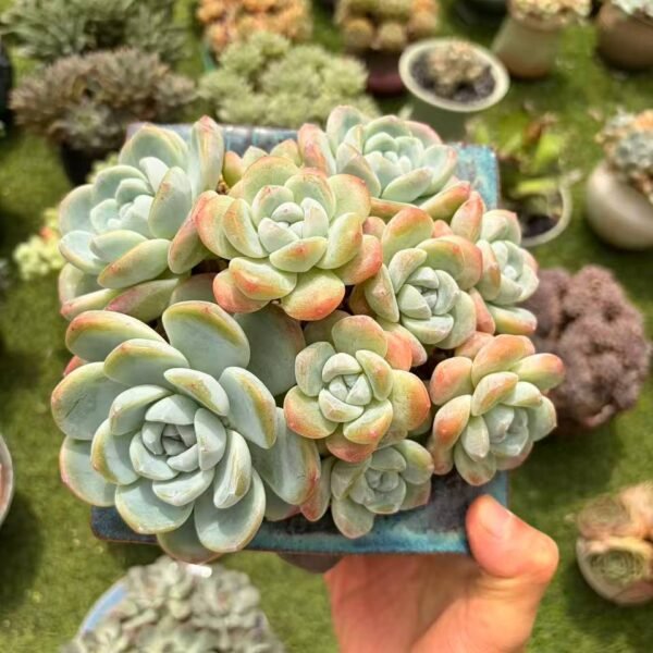 007. Echeveria 'Ice Green'