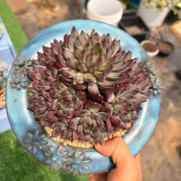 101. Echeveria 'Finnish Night'