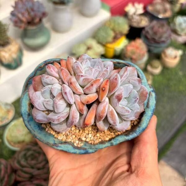 147. Echeveria 'Milk Cap'