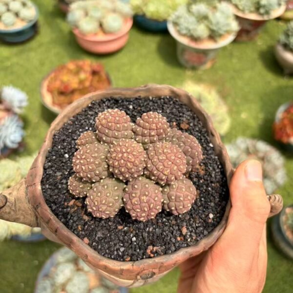 118. Turbinicarpus pseudopectinatus