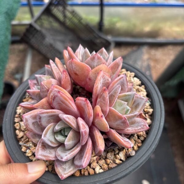 131. Echeveria 'Champagne'