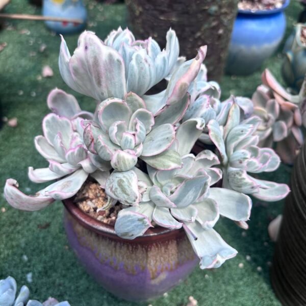 066. Echeveria 'Berkeley Light' f. variegata