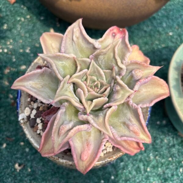 102. Echeveria 'Madiba'