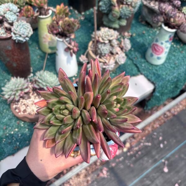 001. Echeveria 'Mist Bubble'