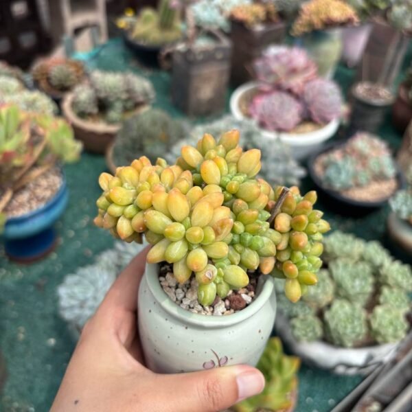 084. Pachyphytum compactum