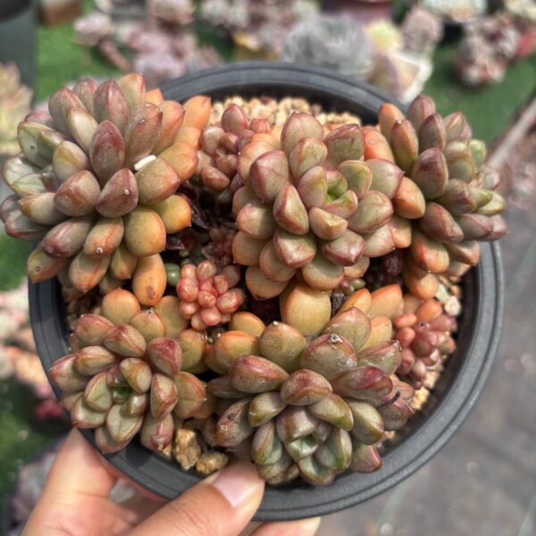 059. Graptoveria 'Amethorum'