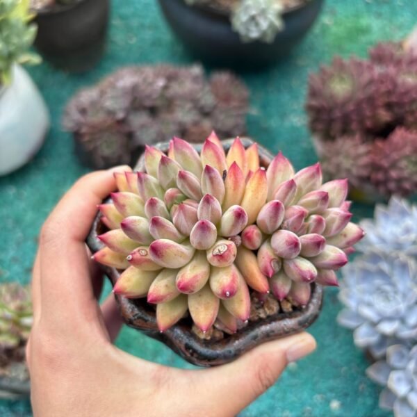 011. Echeveria ‘Yu Meiren’