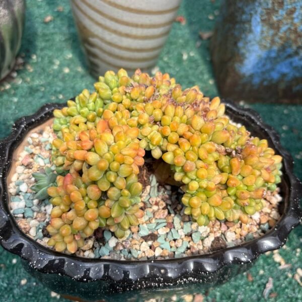 167. Pachyphytum compactum