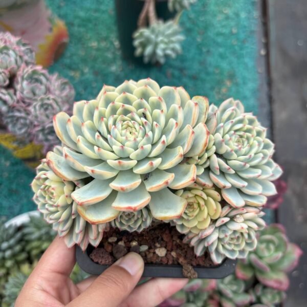 019. Echeveria 'Ice Cream' f. variegata