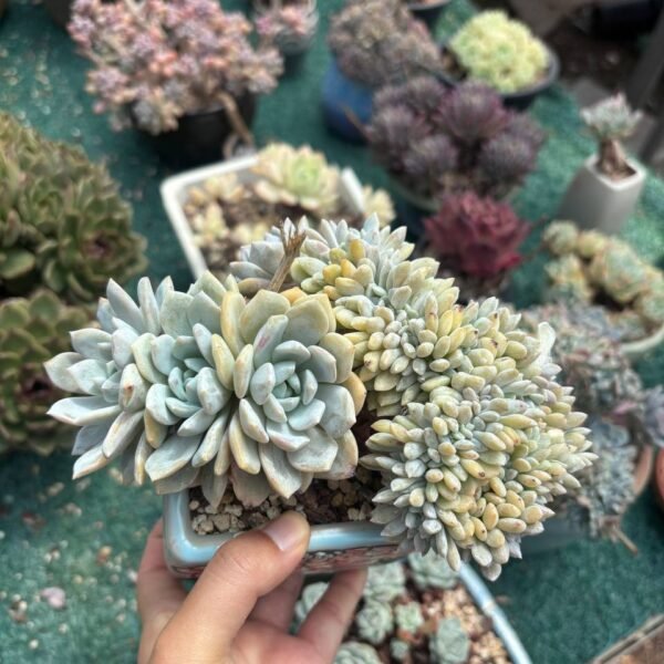 171.Echeveria ‘Dream Snow’ f. cristata
