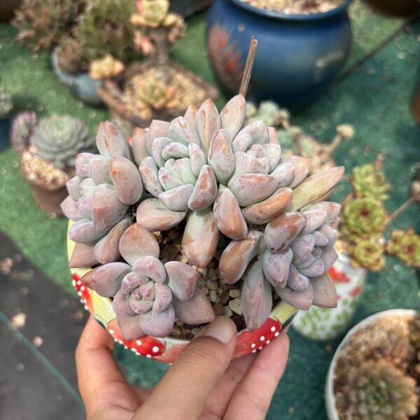 173.Echeveria 'Opalina