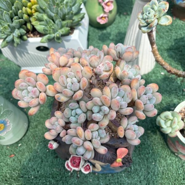 174.Echeveria 'Man Man Xue'