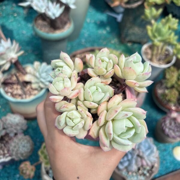 175.Echeveria 'Renjyo