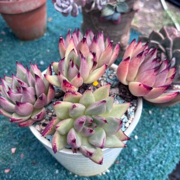 177.Echeveria agavoides