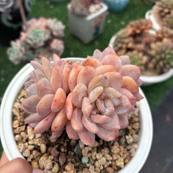 179.Echeveria 'Orange Monroe