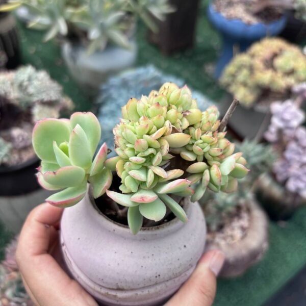180.Echeveria 'Peach Pride' f. cristata
