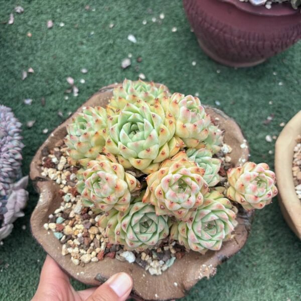 181.Echeveria elegans