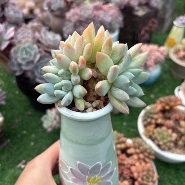 182.Pachyveria 'Angel's Finger' f. cristata