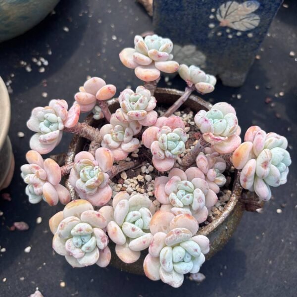 183.xSedeveria 'Maxwell'
