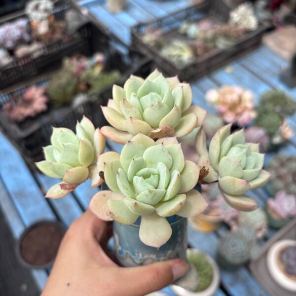 184.Echeveria 'Renjyo
