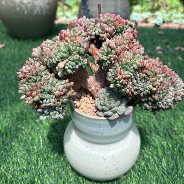 185.Sedeveria 'Pink Ruby' f. cristata